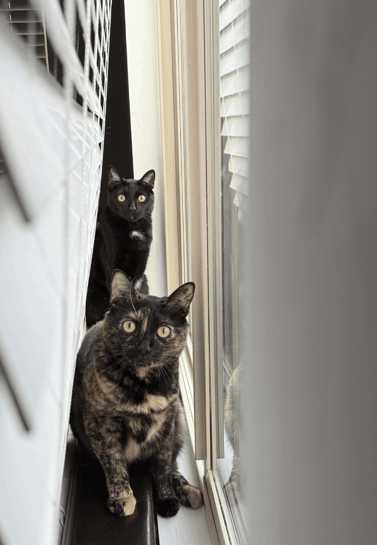 My two cats sitting partly on my headboard, partly on the windowsill, between the pulled down blinds and the window itself. Marley is sitting up straight in the background, looking at the camera, eyes narrow from the sun, his little white patch on his chest a stark contrast to his black fur. MJ, a beautiful tortoiseshell color, is in the foreground, halfway crouched, looking at the camera, eyes narrow from the sun.